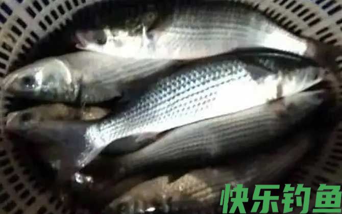 白眼鱼