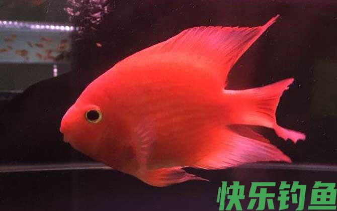 观赏鱼