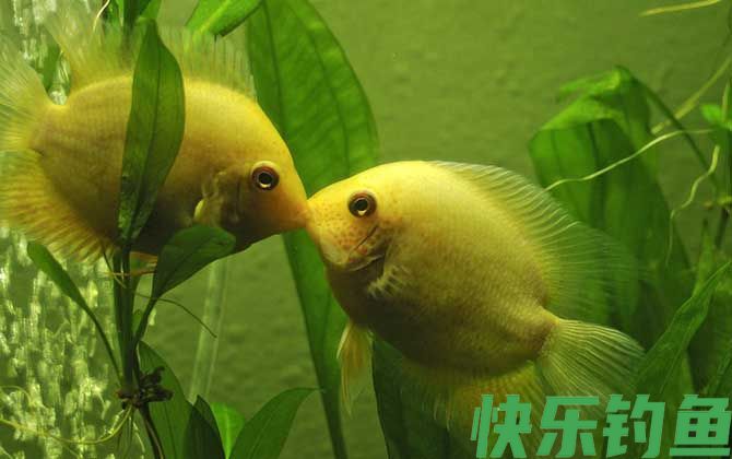 观赏鱼
