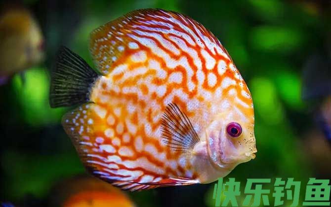 观赏鱼