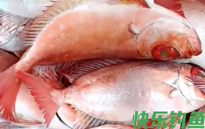 大眼鲷