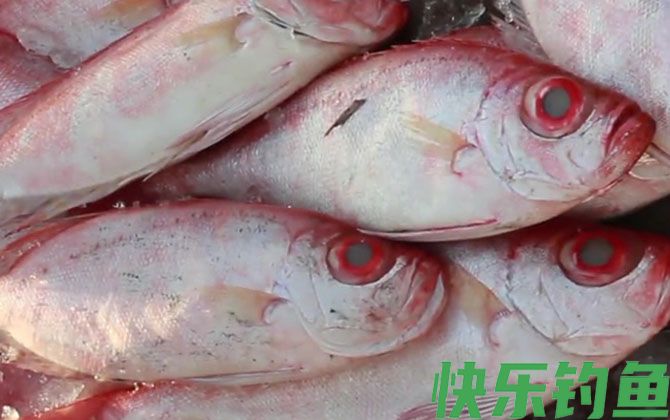 大眼鲷