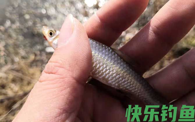 麦穗鱼