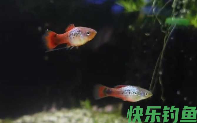 月光鱼