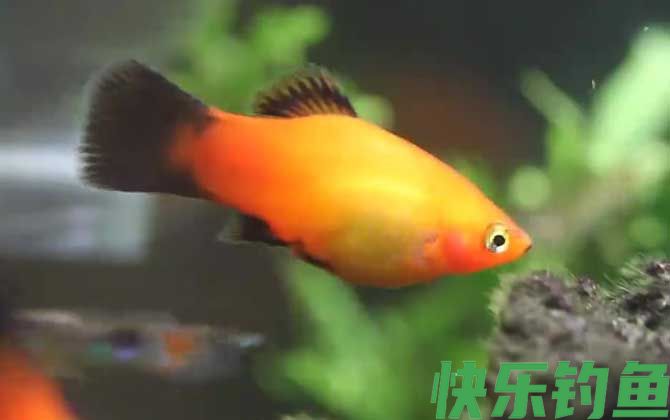 月光鱼