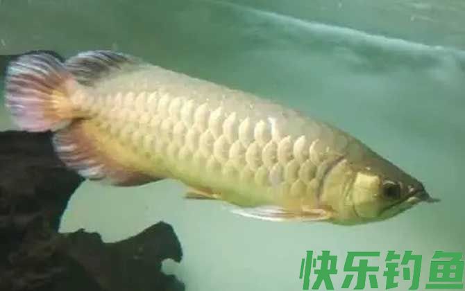 龙鱼
