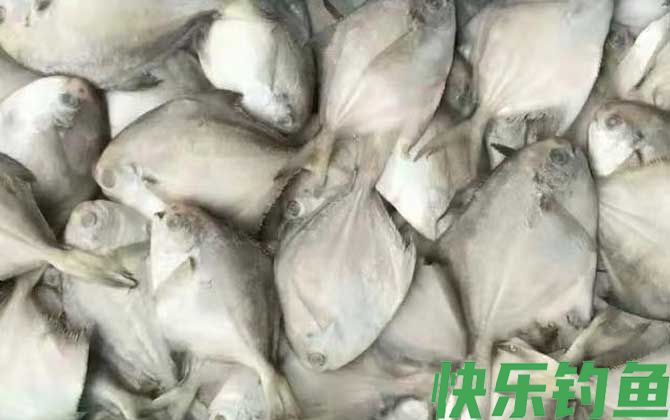 银鲳鱼
