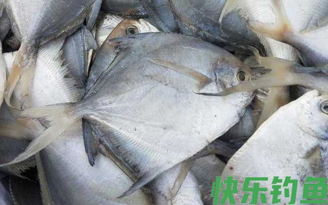银鲳鱼