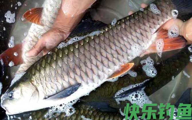 鱼