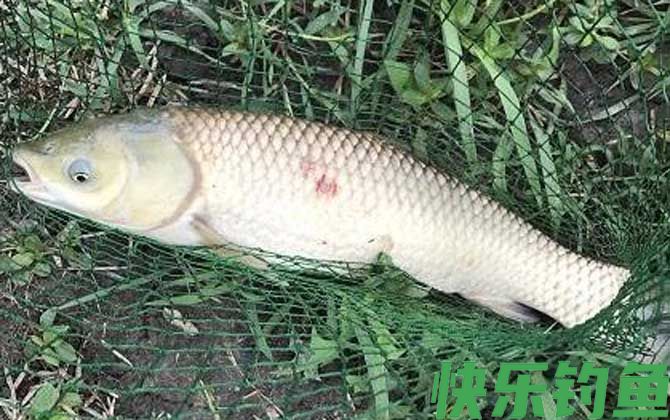 鱼