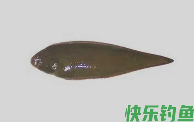 舌鳎