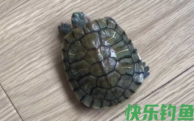巴西龟