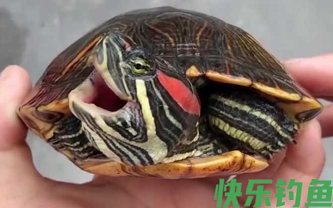 巴西龟