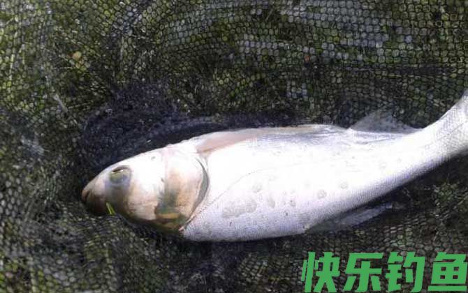 白鲢