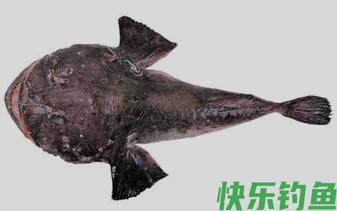 黑鮟鱇