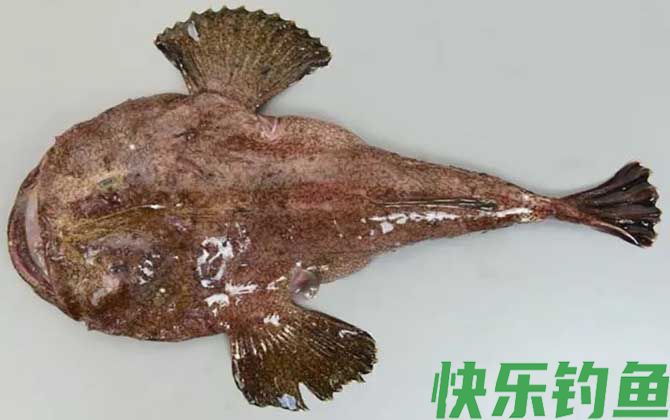 黄鮟鱇