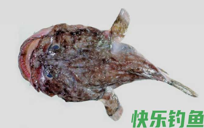 隐棘拟鮟鱇
