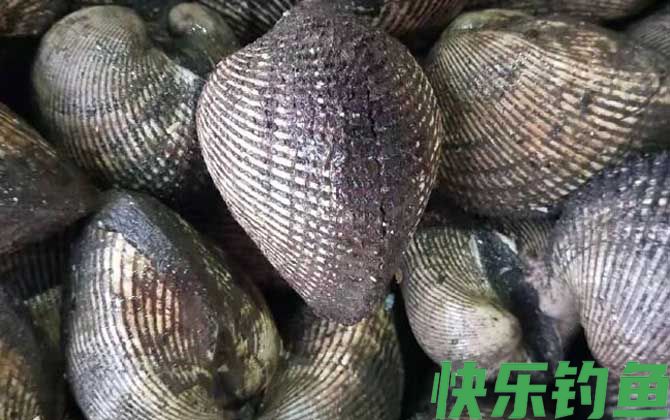 蚶子