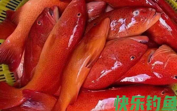 东星斑