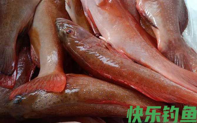 东星斑