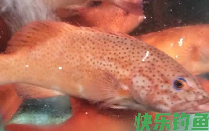 红石斑鱼