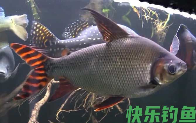 飞凤鱼