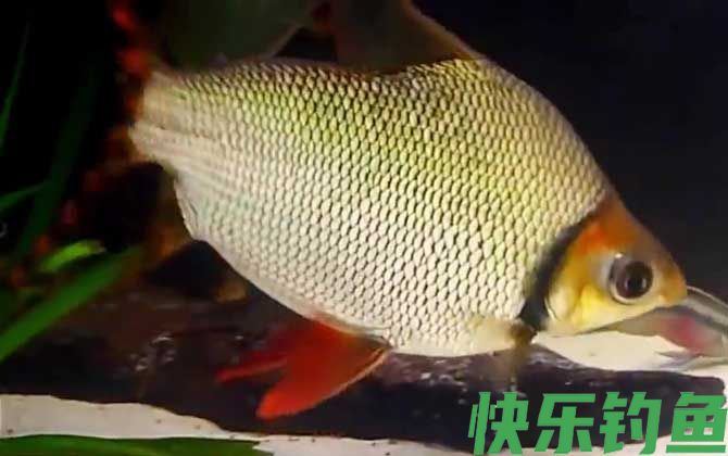 飞凤鱼