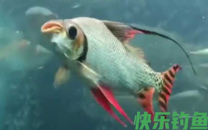 飞凤鱼