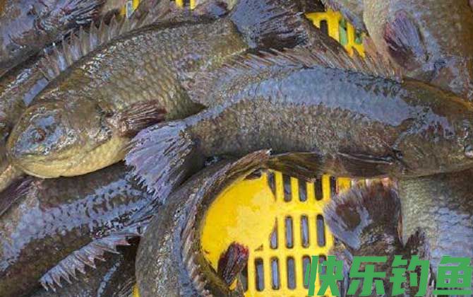 攀鲈鱼
