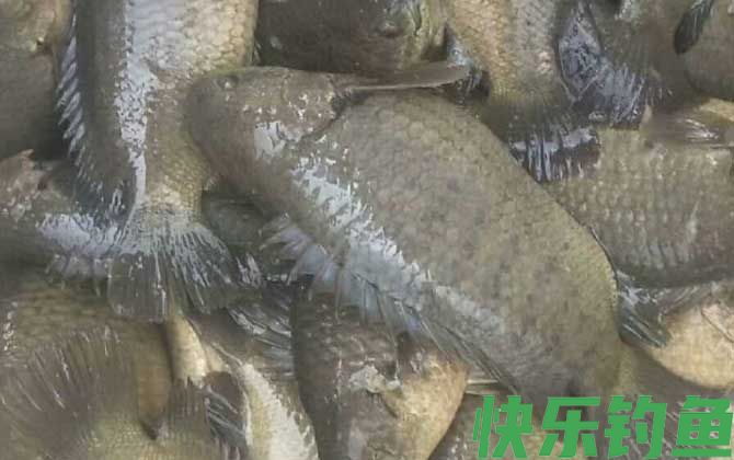 攀鲈鱼