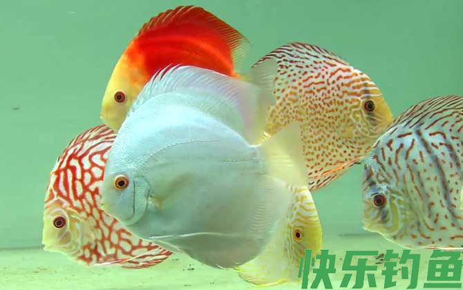 七彩神仙鱼
