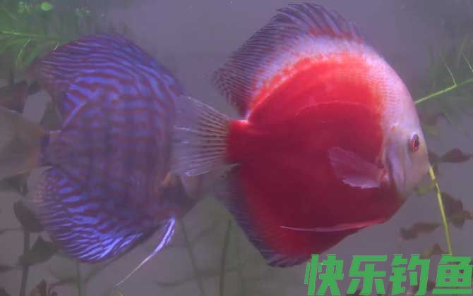 七彩神仙鱼