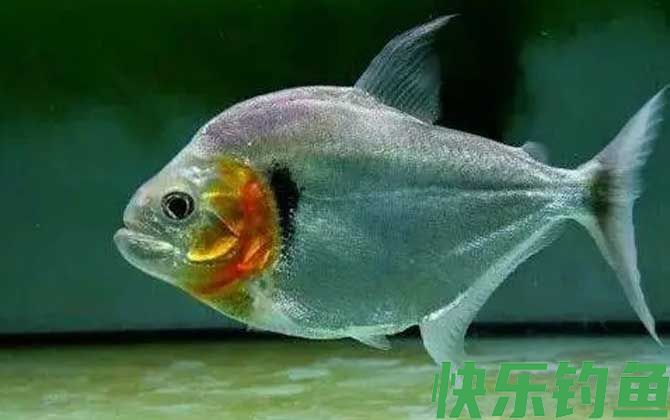 食人鲳