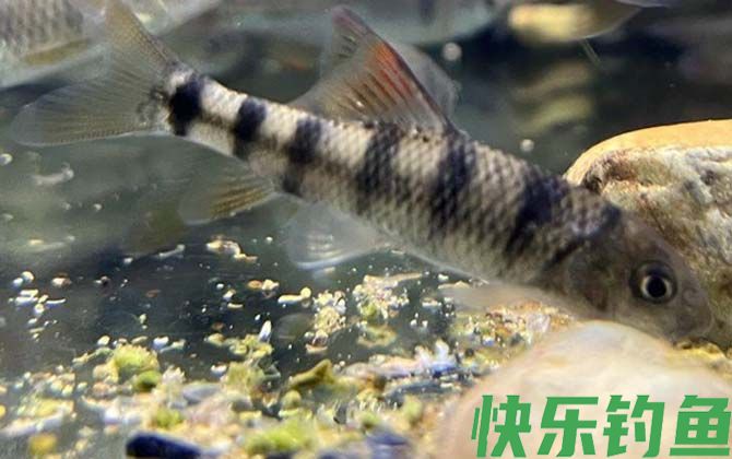光唇鱼