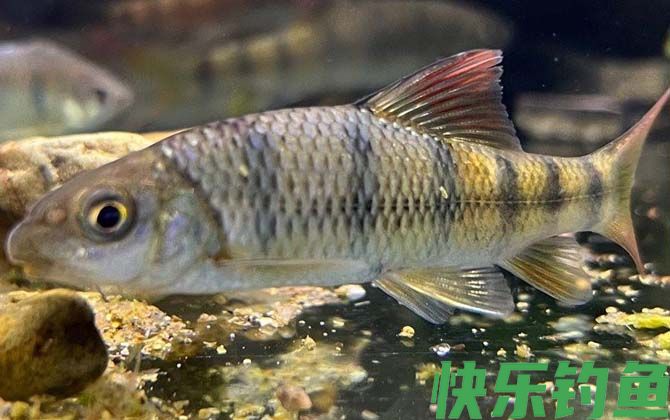 光唇鱼