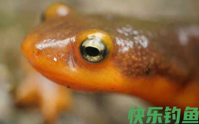 蝾螈