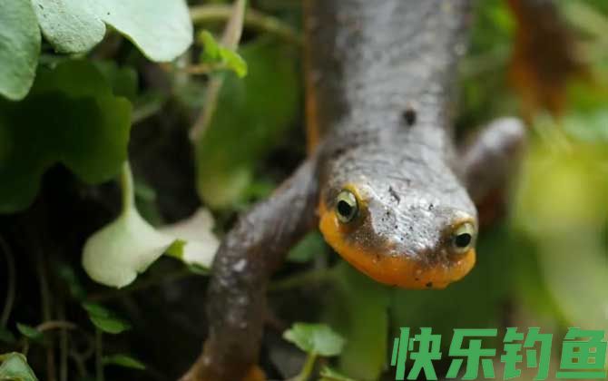 蝾螈