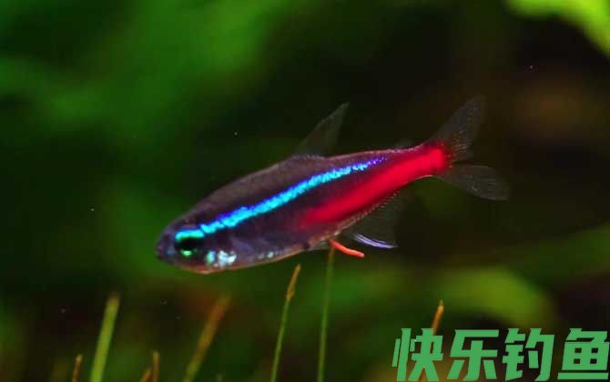 红绿灯鱼