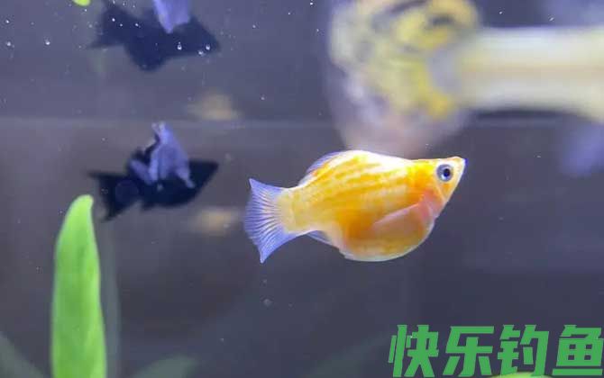 玛丽鱼