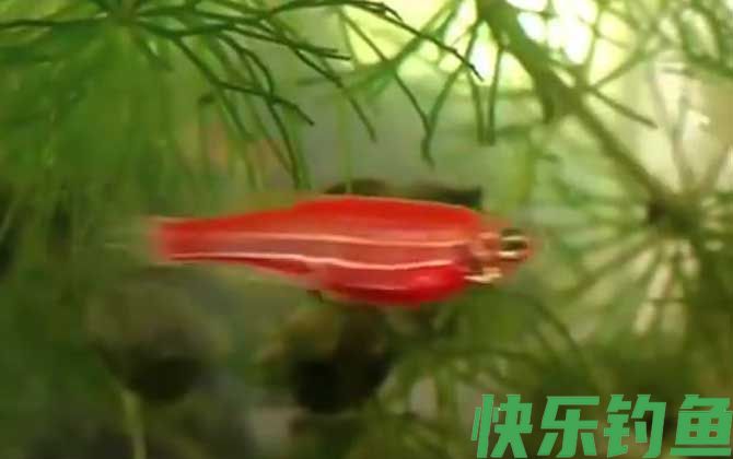 斑马鱼