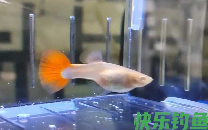 孔雀鱼