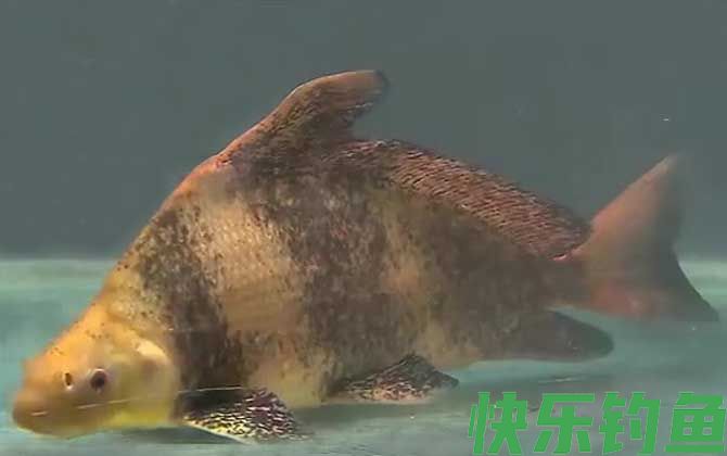 一帆风顺鱼