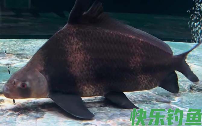 一帆风顺鱼