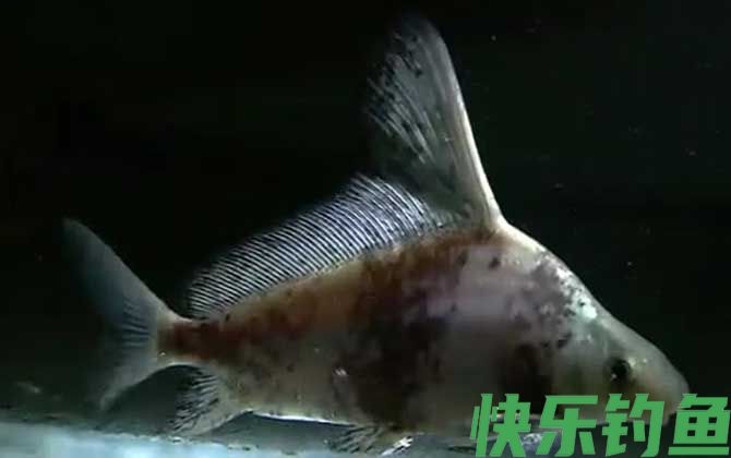 一帆风顺鱼