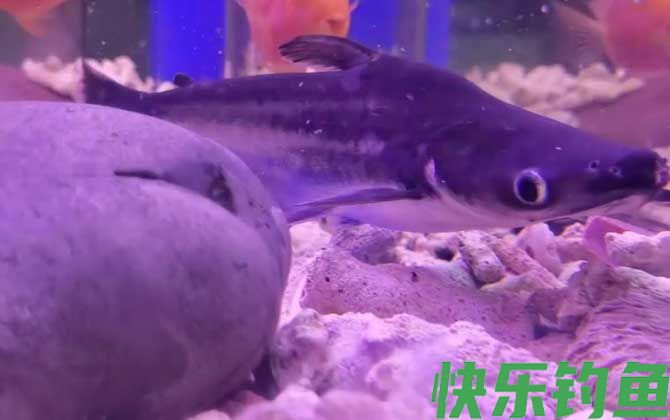 小蓝鲨