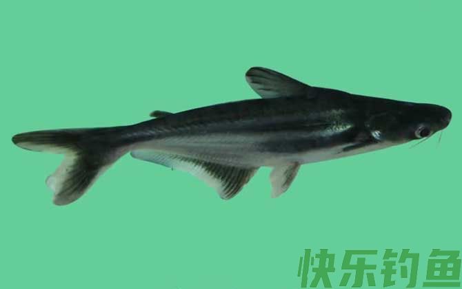 小蓝鲨