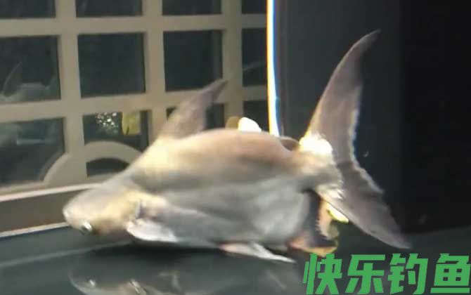 小蓝鲨