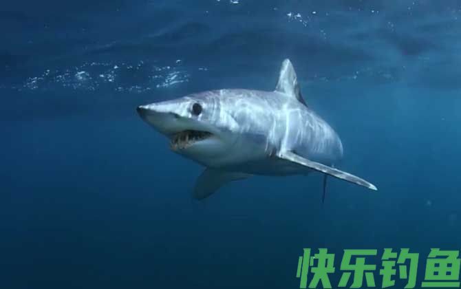 灰鲭鲨