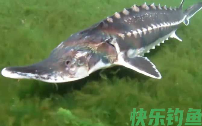 中华鲟