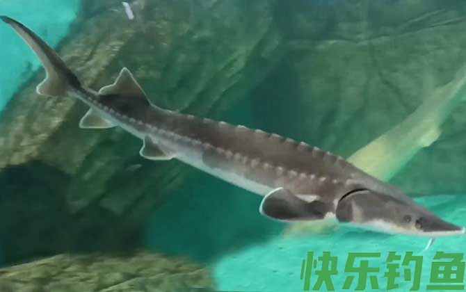 中华鲟